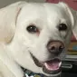 TheDogfatherHTX